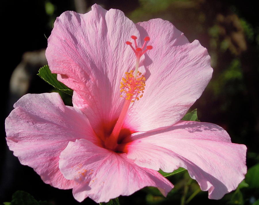 Hawaiian Flower #1 Photograph by James Adger