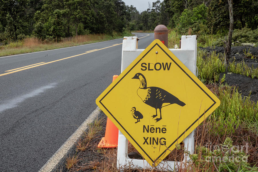 Hawaiian Goose Crossing Sign #1 Photograph by Jim West/science Photo Library