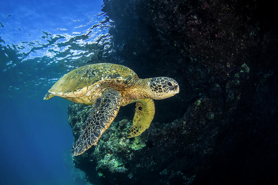 Turtle Photograph - Hawaiian Green Sea Turtle  Chelonia #1 by Jenna Szerlag