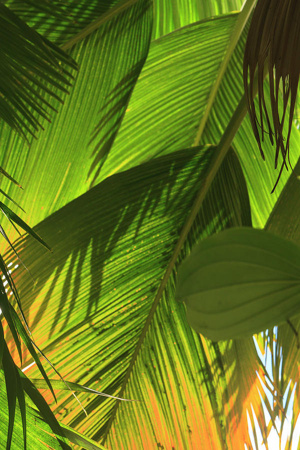Pattern Photograph - Hawaiian Tropical Botanical Gardens #1 by Stuart Westmorland