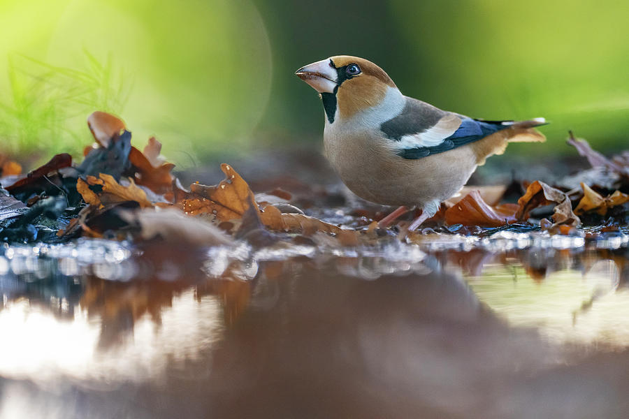 Wildlife Photograph - Hawfinch Standing At Edge Of Puddle In Forest Leaf Litter #1 by Staffan Widstrand / Naturepl.com
