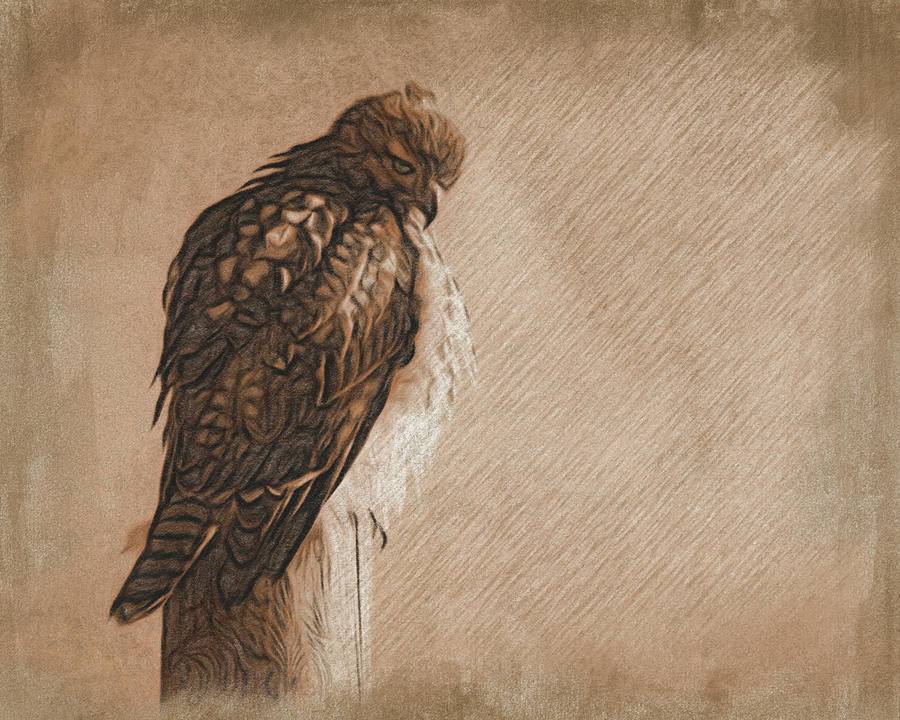 Feather Mixed Media - Hawk Eyed #1 by Leslie Montgomery