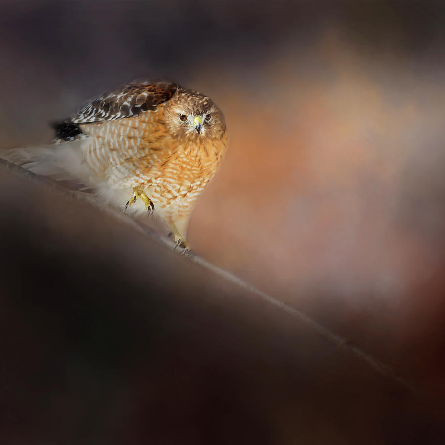Hawk Photograph - Hawk Eyes 2019 by Bill Wakeley