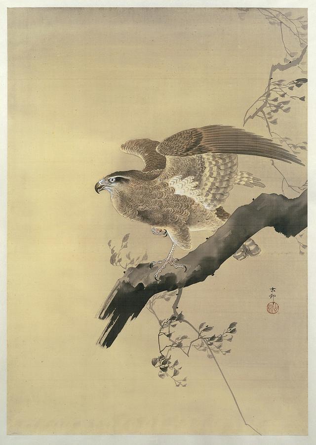 Hawk Painting by Ohara Koson - Fine Art America