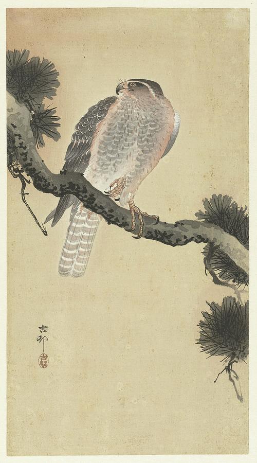 Hawk On Pine Branch Painting by Ohara Koson - Fine Art America