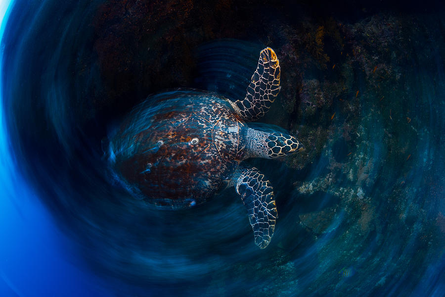 Hawksbill  Sea Turtle #1 Photograph by Barathieu Gabriel