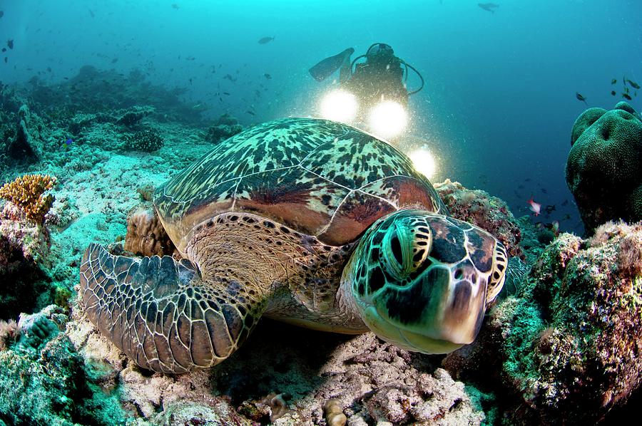 Hawksbill Turtle, Hanifaru Bay, Maldives Digital Art by Giordano ...