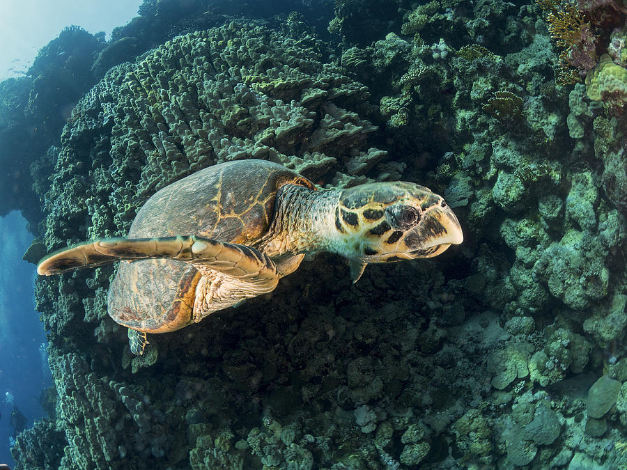 Hawksbill Turtle #1 Photograph by Ilan Ben Tov