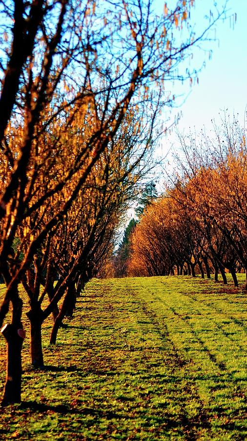 Hazelnut Orchard 21578 #1 Photograph by Jerry Sodorff