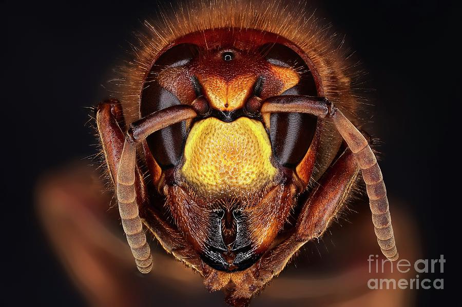 Nature Photograph - Head Of A Hornet #1 by Frank Fox/science Photo Library