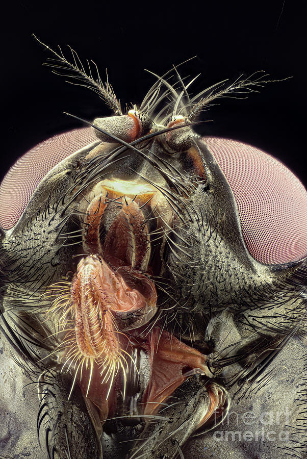 Head Of A Housefly #1 Photograph by Laguna Design/science Photo Library