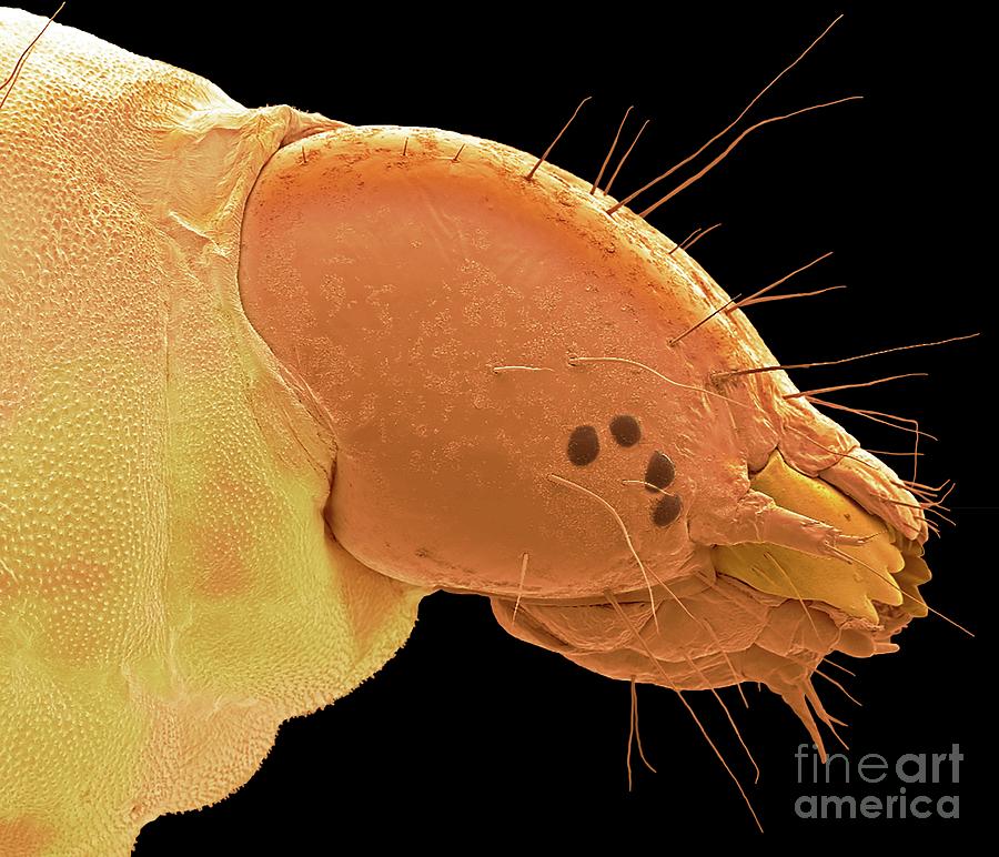 Head Of Plum Fruit Moth Larva #1 Photograph by Steve Gschmeissner/science Photo Library