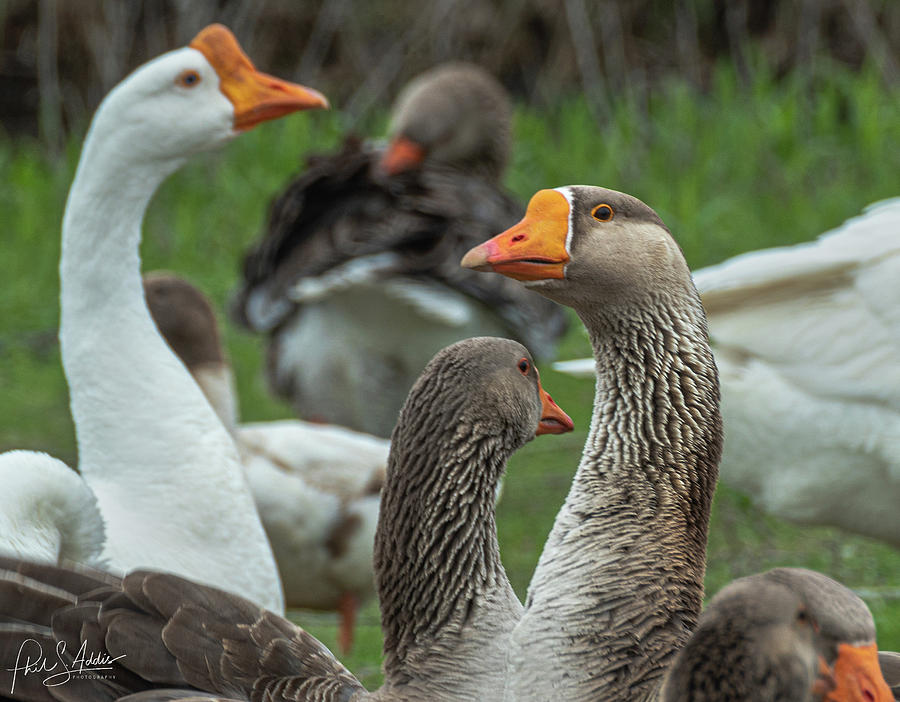 Greater White-fronted Goose Photograph - Heads Up #1 by Phil S Addis