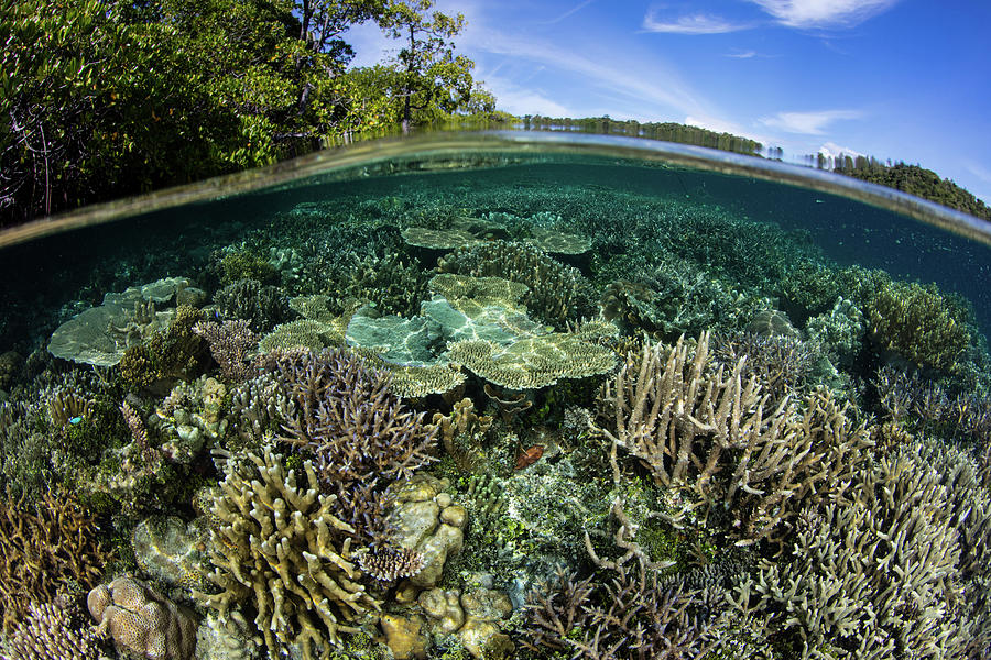 Healthy Corals Thrive Along The Edge Photograph by Ethan Daniels - Fine ...