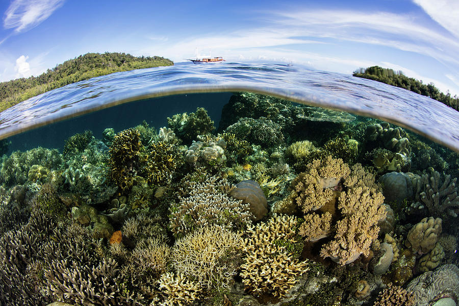 Healthy Corals Thrive In A Remote Part #1 Photograph by Ethan Daniels