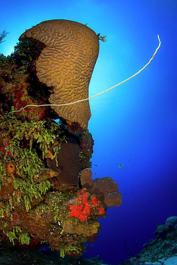 Healthy Mountainous Star Coral Photograph By Beth Watson - Fine Art America