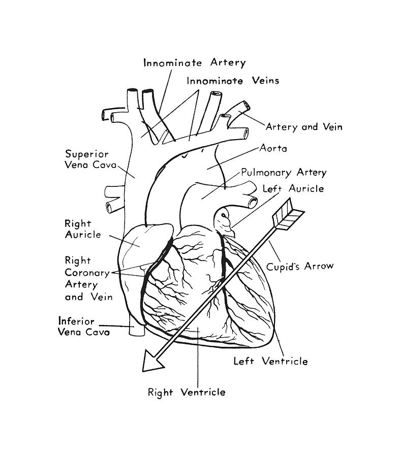 Heart Diagram With Arrow Drawing by CSA Images - Pixels