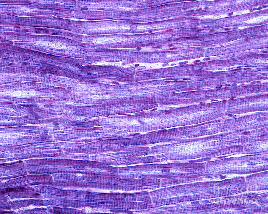 Heart Myocardium #1 Photograph by Jose Calvo/science Photo Library