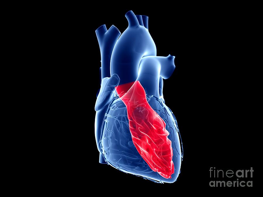 Heart's Left Ventricle Photograph by Sebastian Kaulitzki/science Photo ...