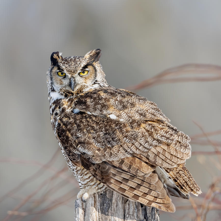 Heat Homed Owl Photograph by Davidhx Chen - Fine Art America