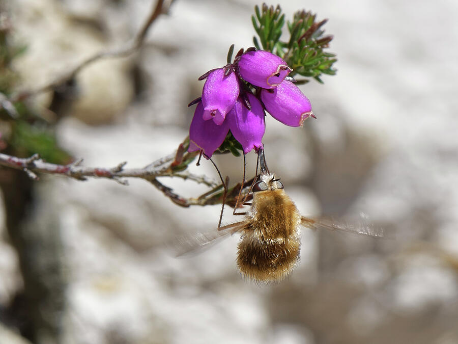 Wildlife Photograph - Heath Bee Fly Hovering While It Clings To And Nectars On #1 by Nick Upton / Naturepl.com