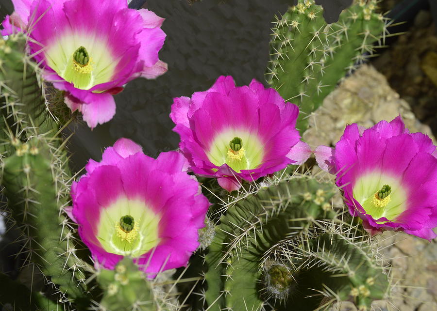 Hedgehog Cactus #1 Photograph by Marilyn Smith