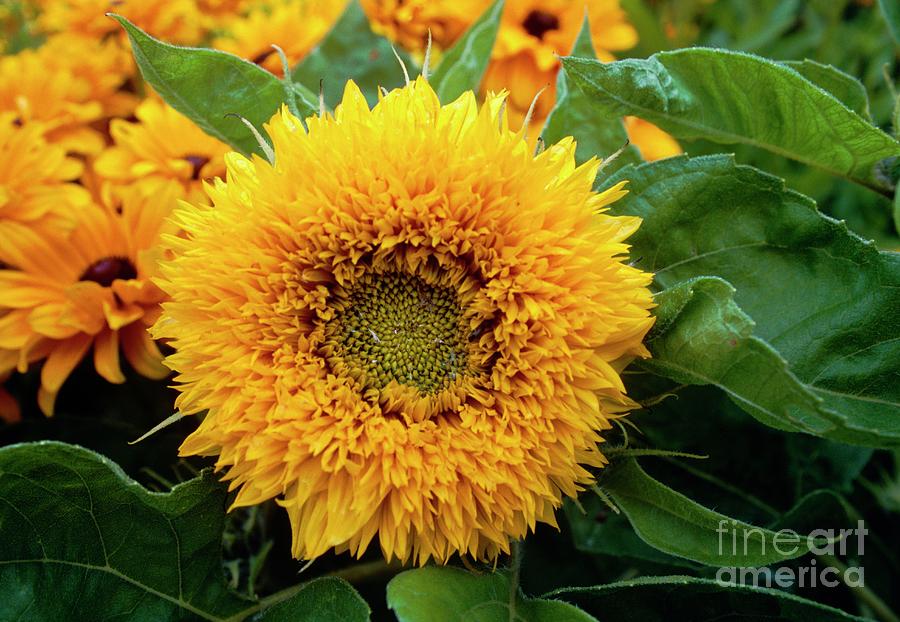 Helianthus Teddy Bear. Photograph by Mike Comb/science Photo Library ...