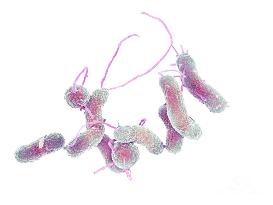 Helicobacter Pylori Bacteria Photograph by Science Photo Library | Fine ...