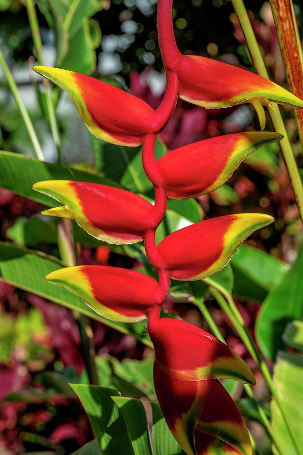 America Photograph - Heliconia #1 by Lisa S. Engelbrecht