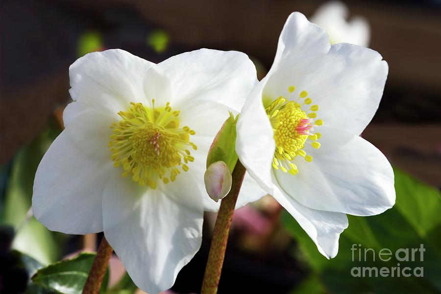 Winter Photograph - Helleborus white Christmas #1 by Dr Keith Wheeler/science Photo Library