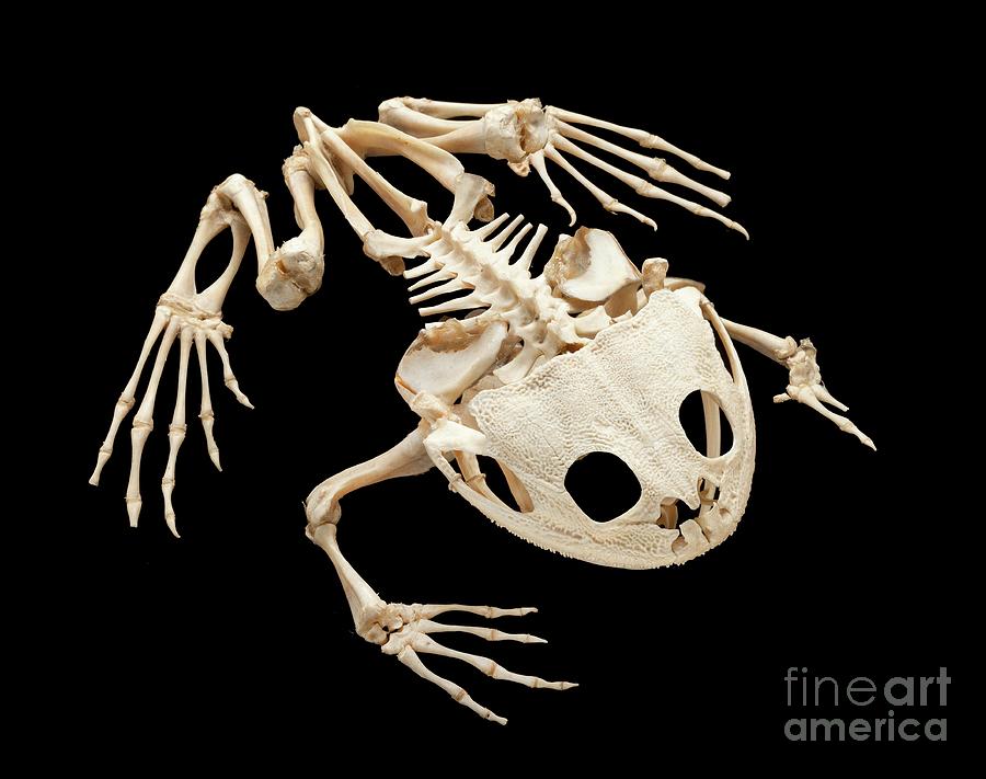 Helmeted Water Toad Skeleton #1 Photograph by Natural History Museum, London/science Photo Library