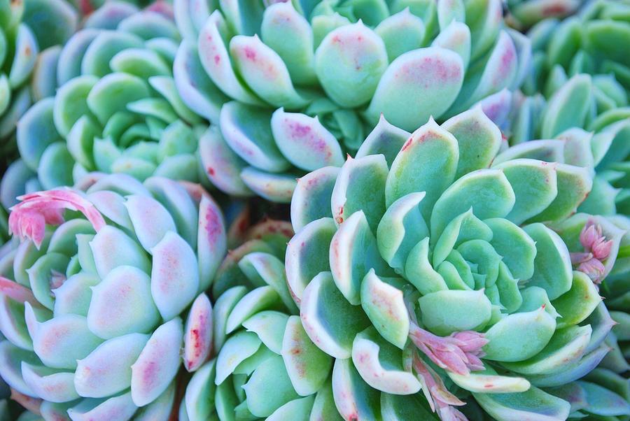 Hens And Chicks Succulent In Soft Focus #1 Photograph by Lazingbee