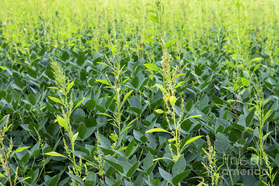 Herbicide-resistant Palmer Amaranth #1 Photograph by Jim West/science Photo Library