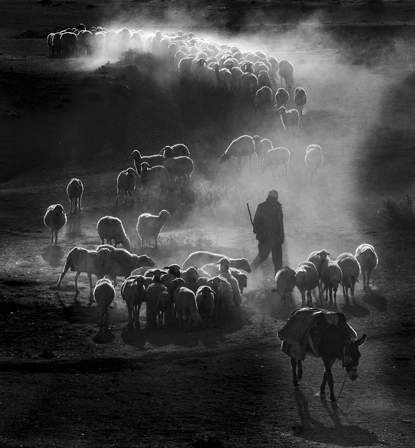 Herd #1 Photograph by Durmusceylan