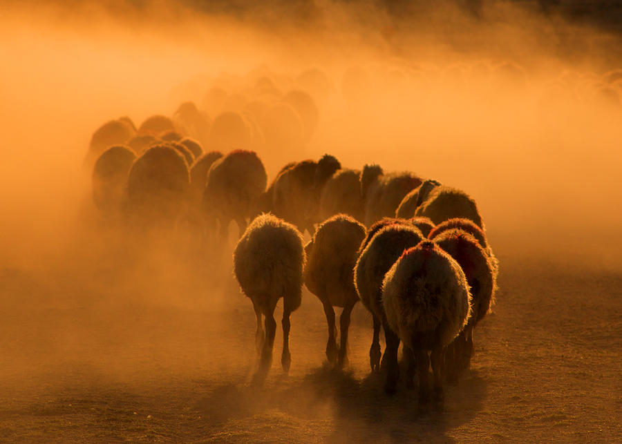 Herd #1 Photograph by Feyzullah Tunc