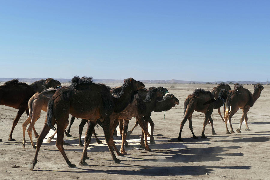 Herd of camels crossing the highway near  Rissani #1 Photograph by Steve Estvanik