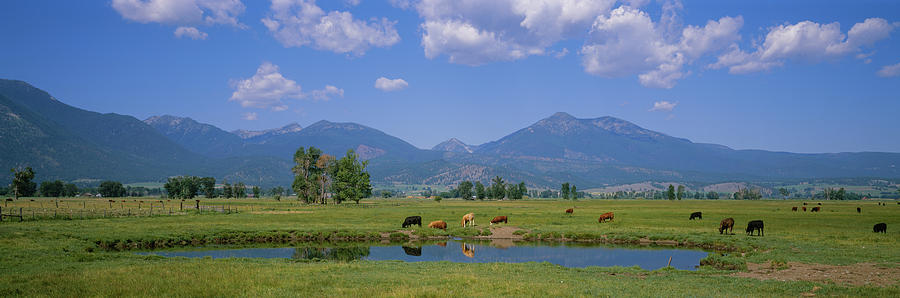 Herd Of Cows Grazing In A Field #1 Photograph by Panoramic Images
