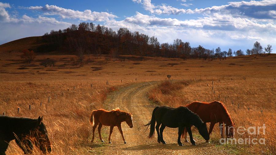 Herd Of Horses Grazing On Meadow Ultra Hd Photograph