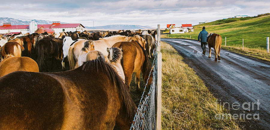 Herd of precious Icelandic horses gathered in a farm. #1 Photograph by Joaquin Corbalan