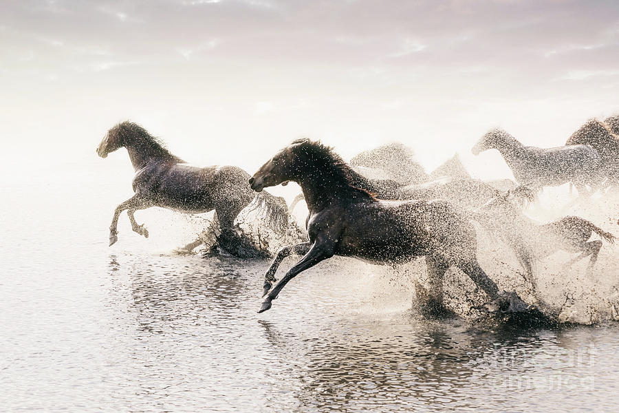 Herd Of Wild Horses Running In Water #1 Photograph by Tunart