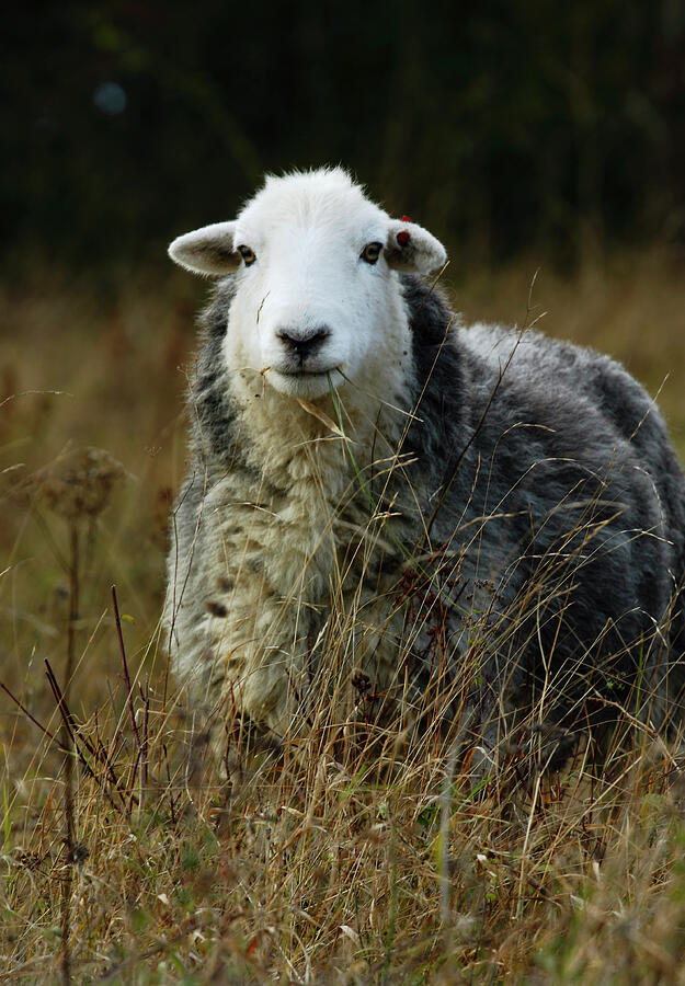 Herdwick Ewe Part Of A Conservation Grazing Project On The #1 ...