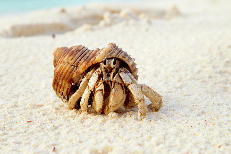 Hermit Crab Anomura Spp. Protect #1 Photograph by Nhpa