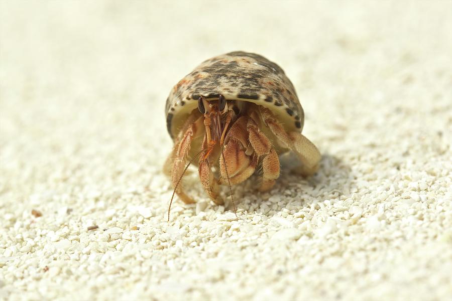 Hermit Crab In A Shell, Maldives Digital Art by David Fettes - Fine Art ...