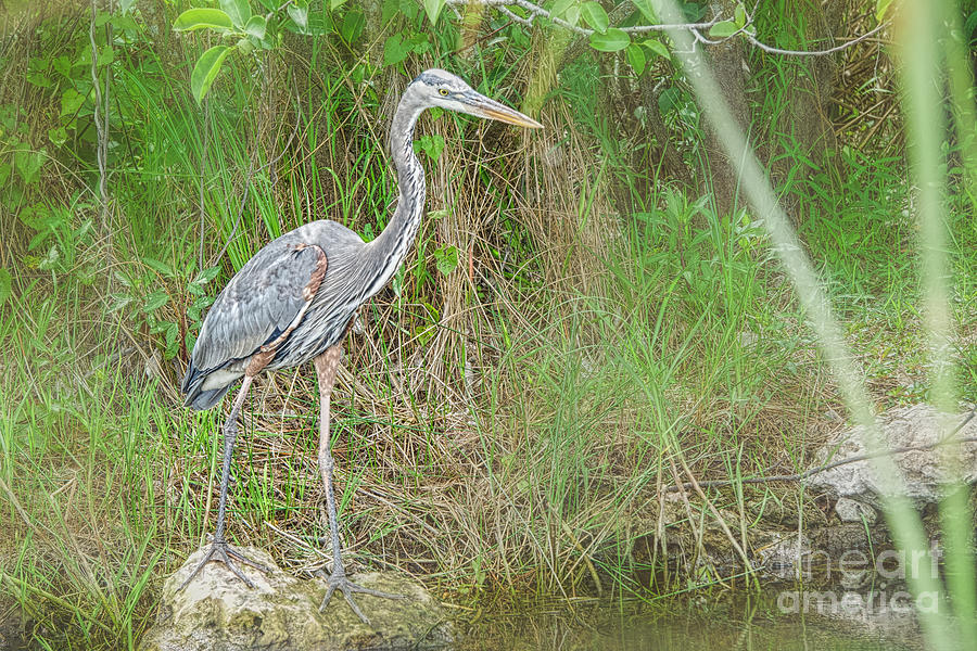 Heron By The River Photograph By Judy Kay - Fine Art America