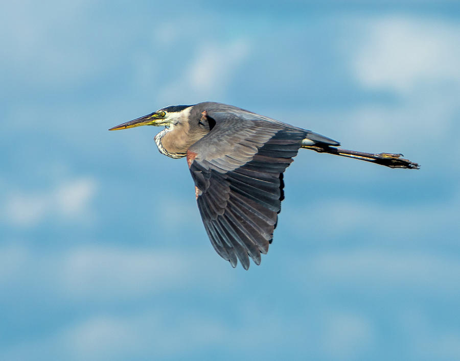 Heron Photograph - Heron in Flight #1 by Terry Thomas