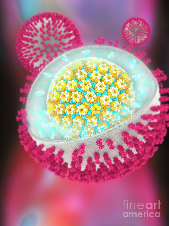 Herpes Simplex Virus #1 Photograph by Ramon Andrade 3dciencia/science Photo Library