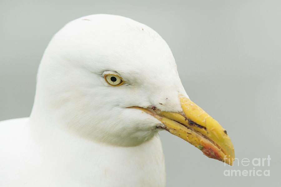 Nature Photograph - Herring Gull On Skomer Island #1 by Andy Davies/science Photo Library