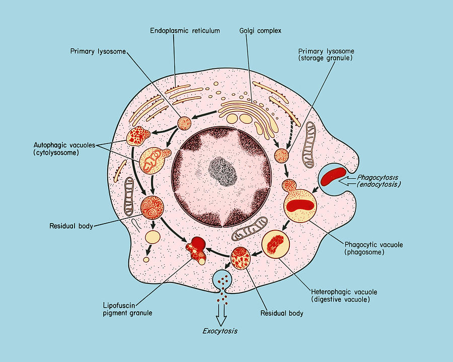 Heterophagy, Illustration Photograph by Science Source - Pixels