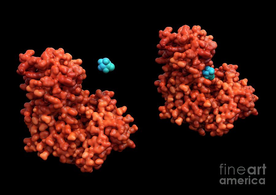 Hexokinase Enzyme Binding To Glucose #1 By Carlos Clarivan Science 