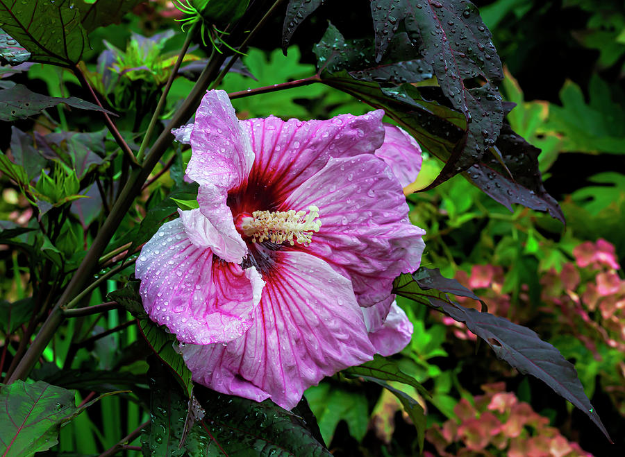 Hibiscus and Raindrops #1 Photograph by Robert Ullmann